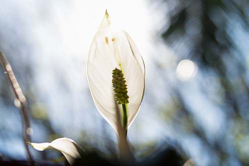 brazil white laceleaf photo flora
